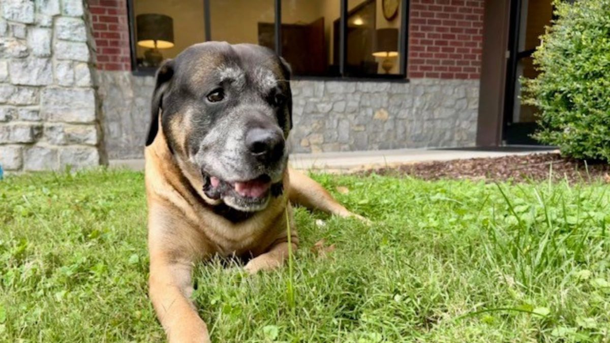 Giving back to the community: Therapy dogs offer companionship, love, and  healing.