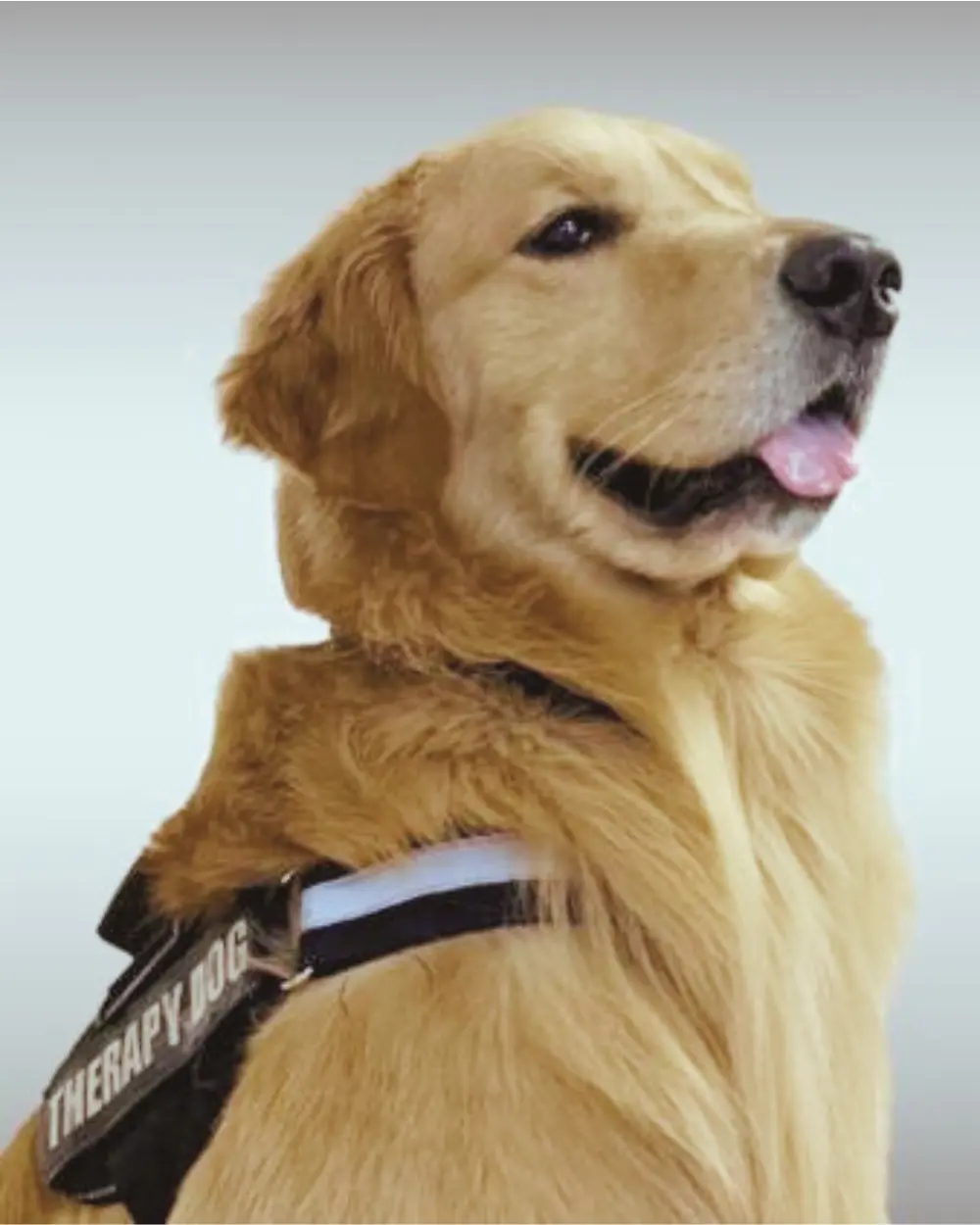 Golden retriever wearing a service dog harness.